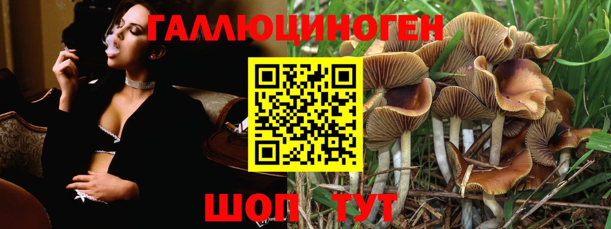 Галлюциногенные грибы Psilocybe Ижевск